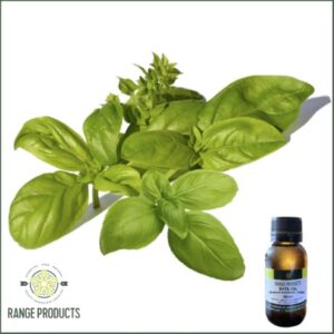 Basil Essential Oil (Ocimum basilicum)