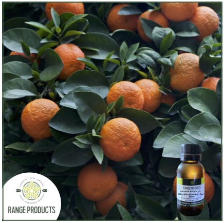 Bitter Orange Oil jpeg Bitter Orange Oil jpeg