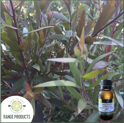 Cajeput Essential Oil Cajeput Essential Oil
