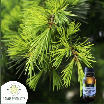 Cedar-Himalayan-1.jpg Cedar-Himalayan-1.jpg