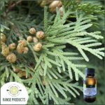 Cedarwood Essential Oil