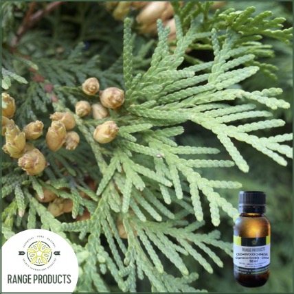 Cedarwood Essential Oil Cedarwood Essential Oil