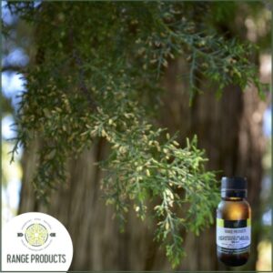 Cedarwood Atlas Essential Oil (Cedrus atlantica)
