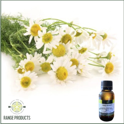 Chamomile-German-Blue-.jpg Chamomile-German-Blue-.jpg