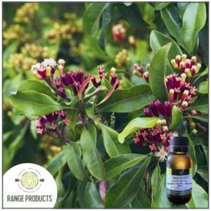 Clove Leaf Essential Oil (Syzigium aromanticum)