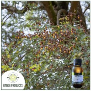 Copaiba Balsam Essential Oil (Copaifera langsdorffii)