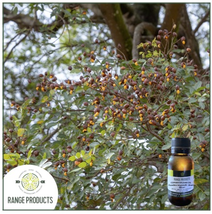 Copaiba-oil-jpeg.jpg Copaiba-oil-jpeg.jpg