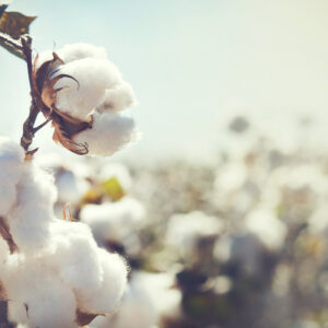 Cotton Fragrance