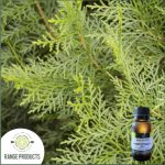 White Cypress Essential Oil