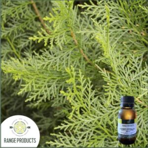 White Cypress Essential Oil