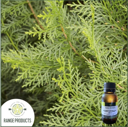 White Cypress Essential Oil White Cypress Essential Oil