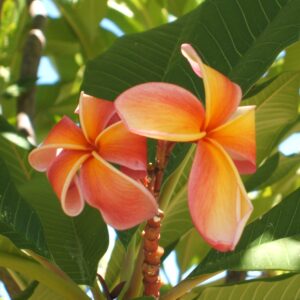 Frangipani Fragrance
