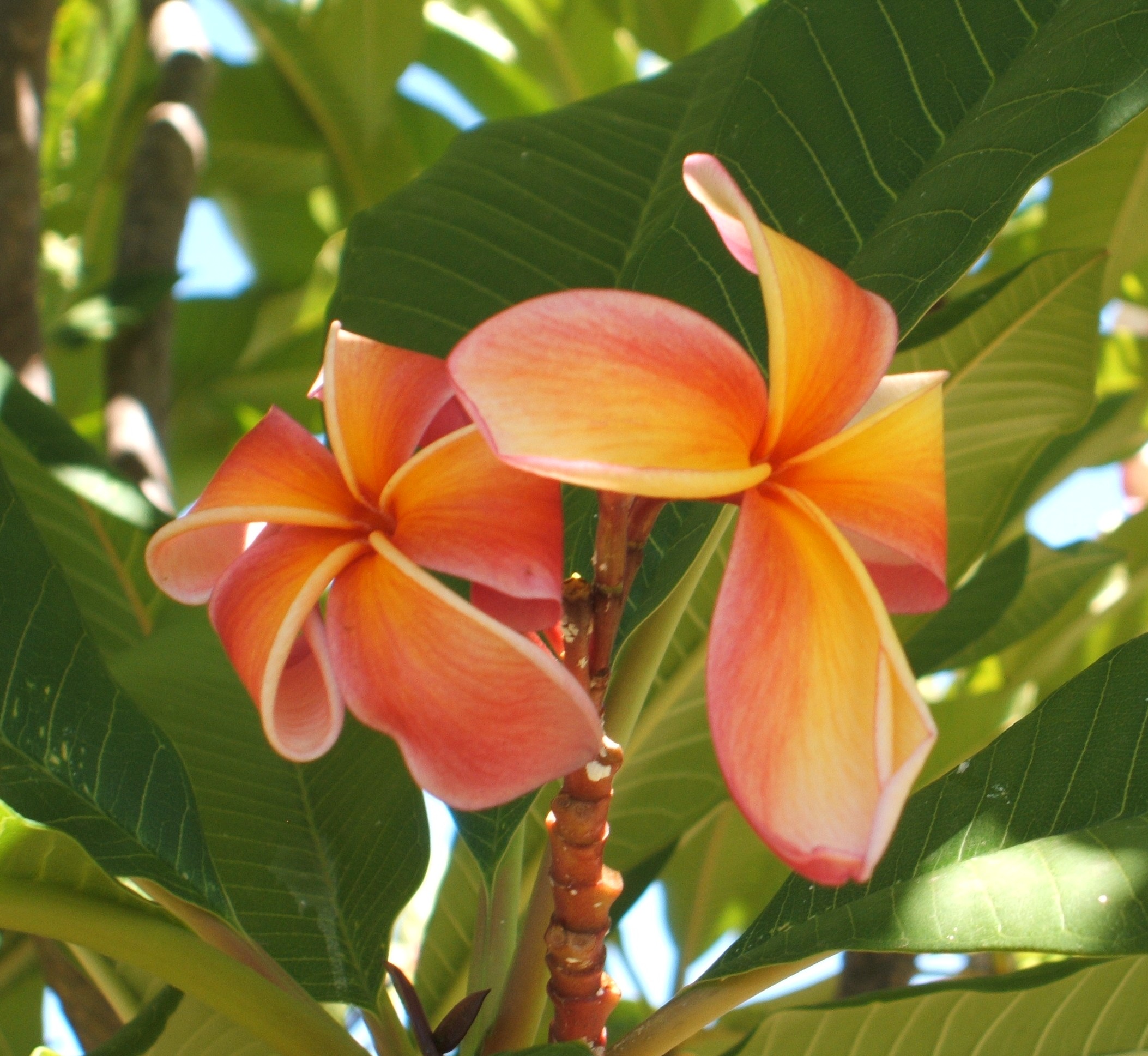 DSCF5304-e1443058687439.jpg DSCF5304-e1443058687439.jpg