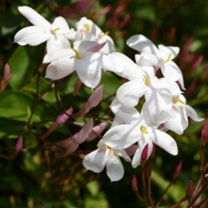 Jasmine Fragrance