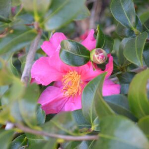 Camellia Oil