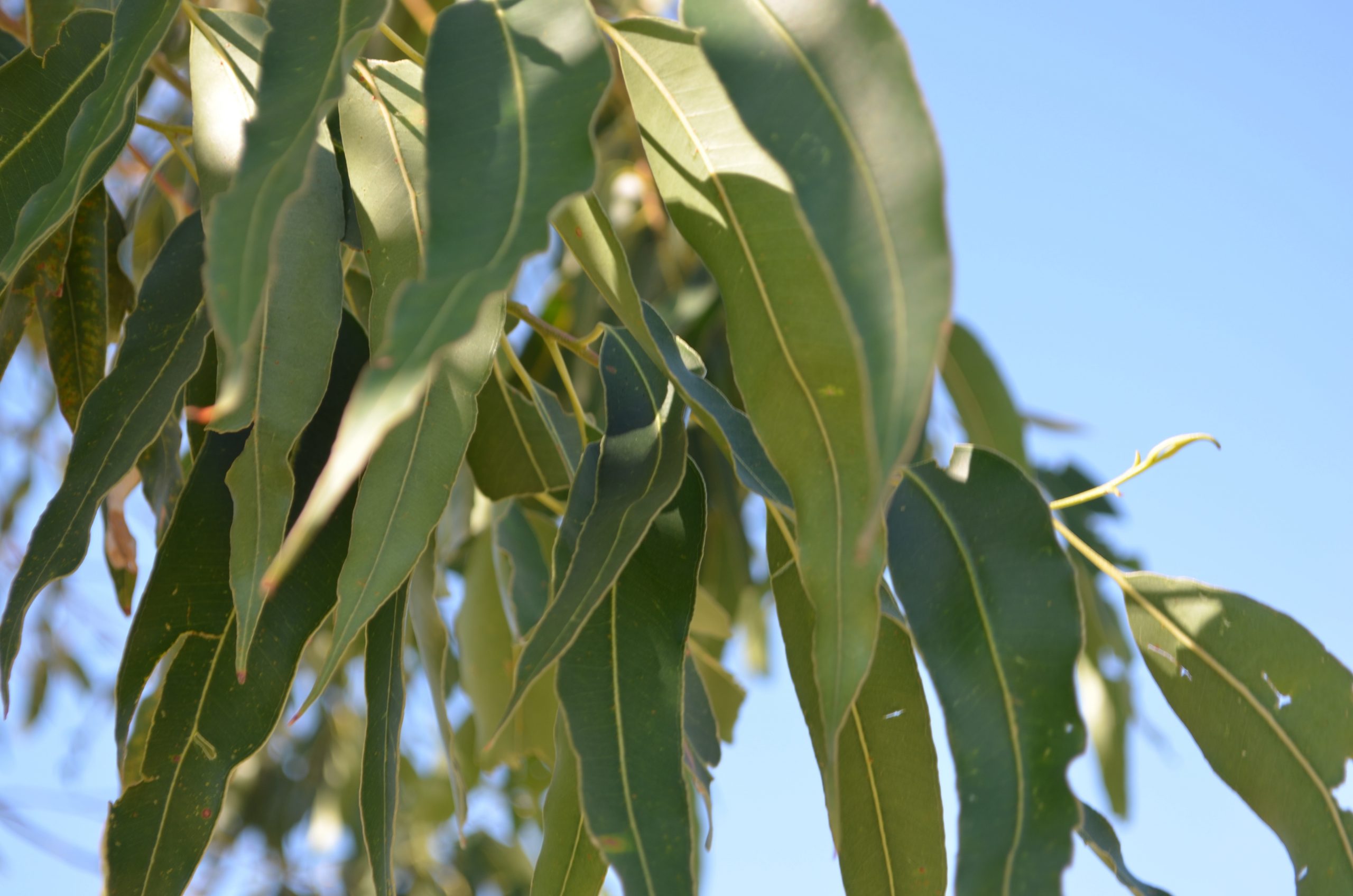 DSC_0415-scaled-1.jpg DSC_0415-scaled-1.jpg