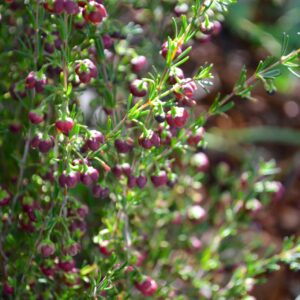 Boronia Fragrance
