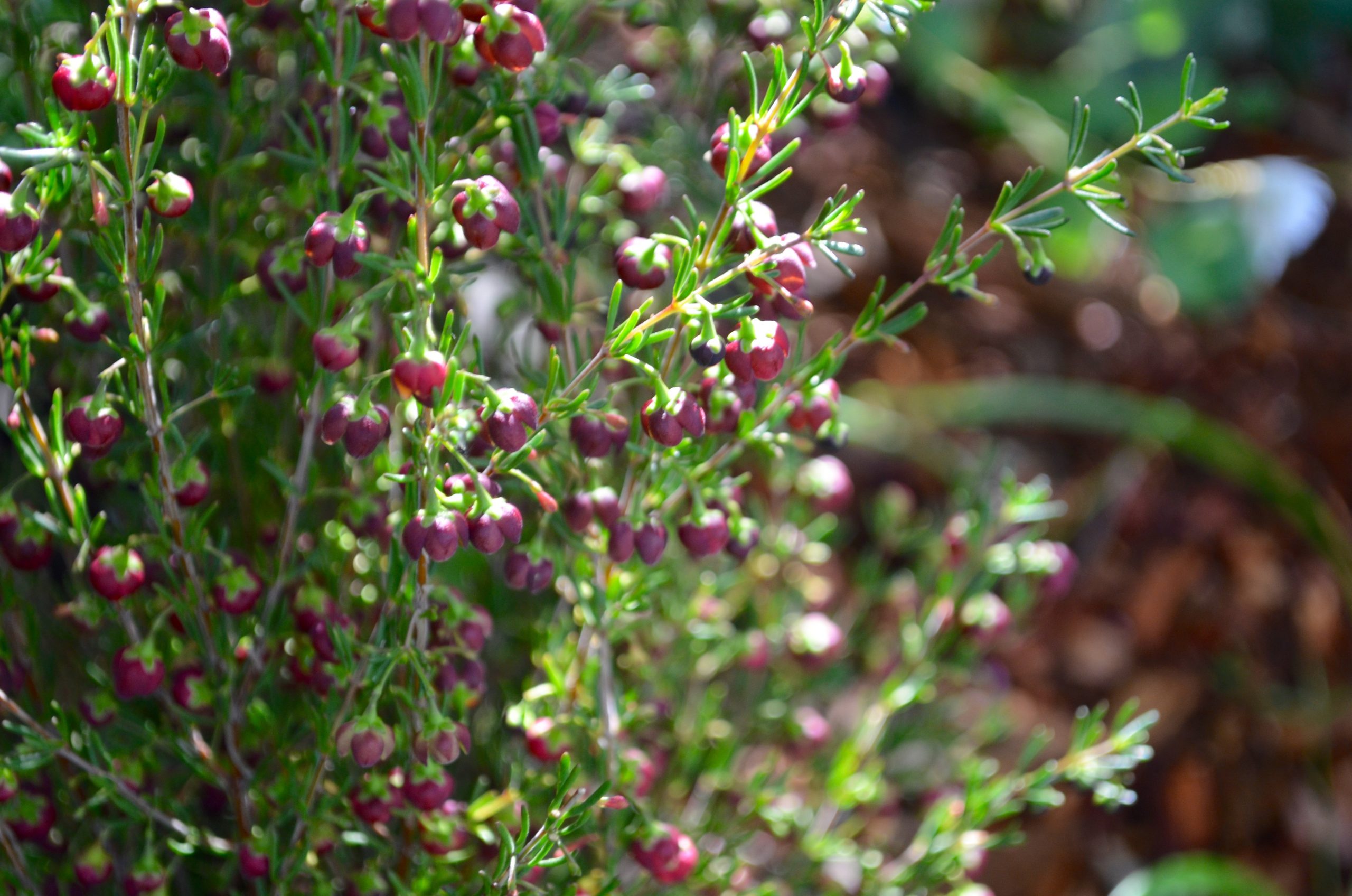 DSC_0425-scaled-1.jpg DSC_0425-scaled-1.jpg