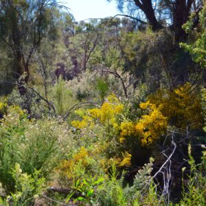 Australian Bush Fragrance