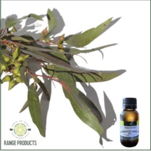 Eucalyptus Kochii Essential Oil (WA Mallee)