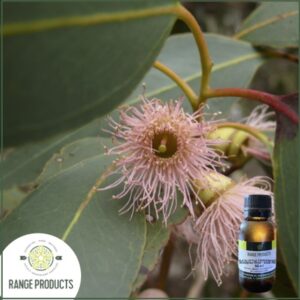 Eucalyptus Peppermint Essential Oil (Eucalyptus dives)