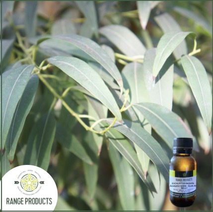 Eucalyptus Radiata Essential Oil Eucalyptus Radiata Essential Oil
