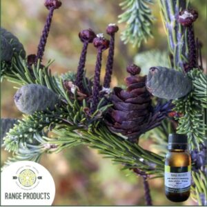 Fir Needle Essential Oil