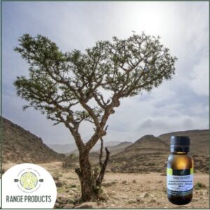 Frankincense Olibanum Essential Oil (Boswellia carterii)