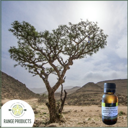 Frankincense-Olibanum-.jpg Frankincense-Olibanum-.jpg