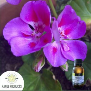 Geranium Essential Oil (Pelargonium graveolens)
