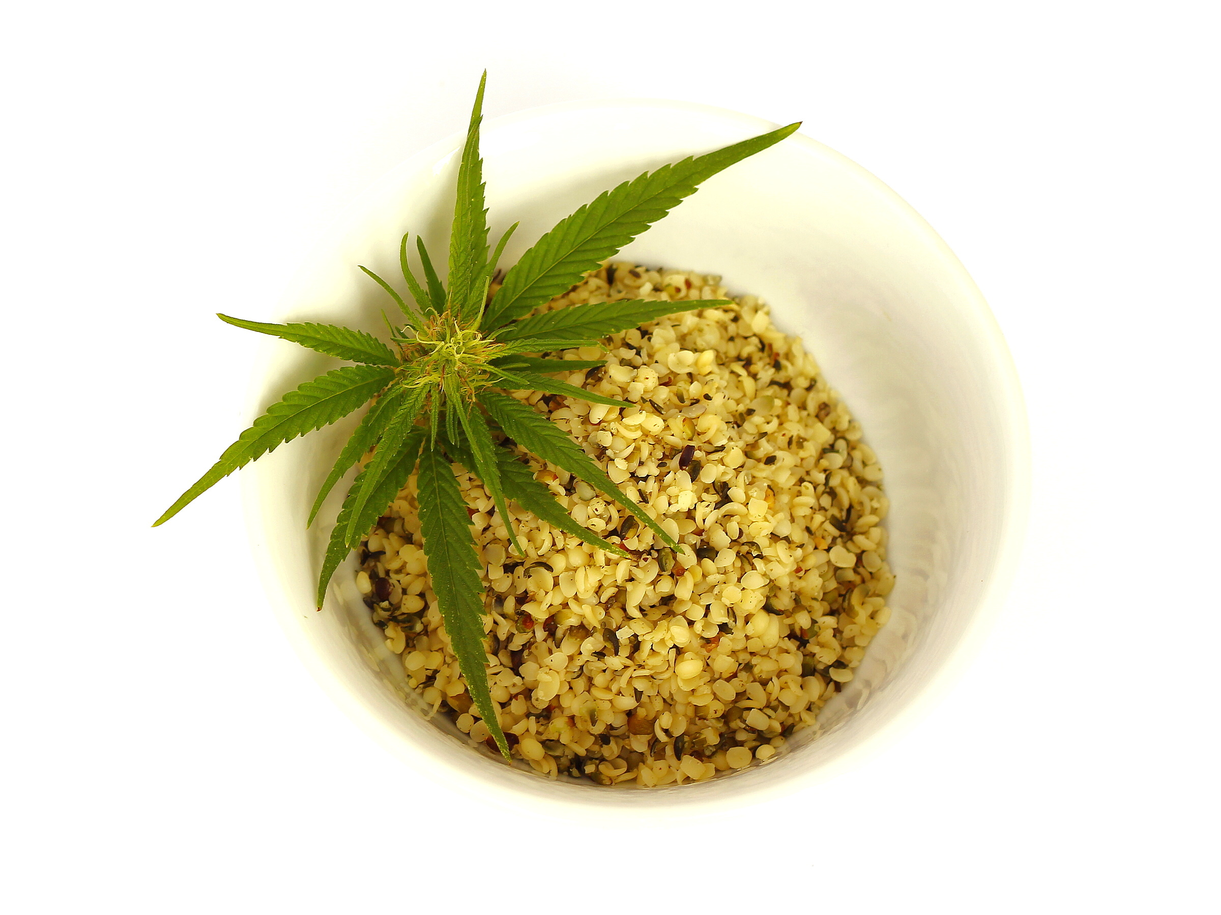 Hemp-seed-.jpg Hemp-seed-.jpg