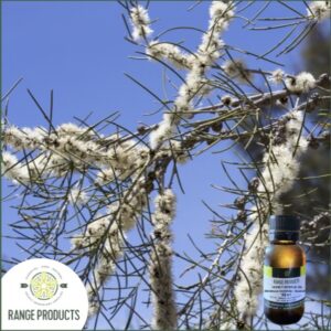 Honey Myrtle Essential Oil (Melaleuca teretifolia)