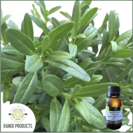 Hyssop Essential Oil Hyssop Essential Oil