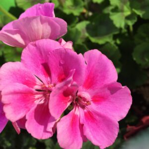 Rose Geranium Fragrance