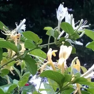 Honeysuckle Fragrance