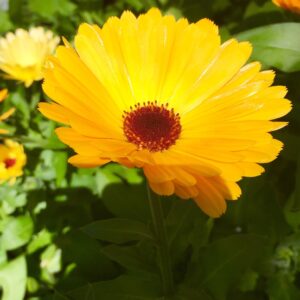 Calendula Infused Oil