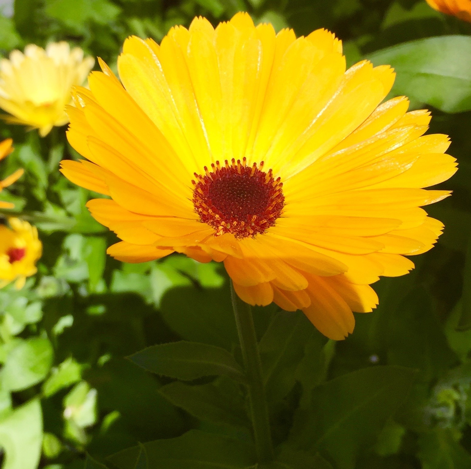 IMG_0632-1-e1441855315292.jpg IMG_0632-1-e1441855315292.jpg