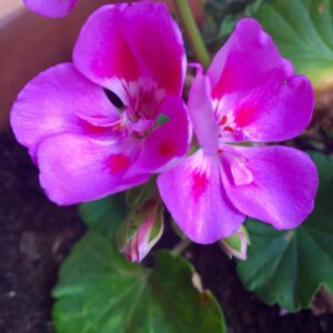 Geranium Fragrance