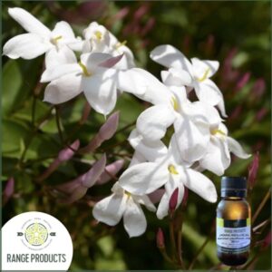 Jasmine Absolute Oil (Jasminum grandiflorum) 3% Dilution in Jojoba Oil