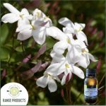 Jasmine Absolute Essential Oil