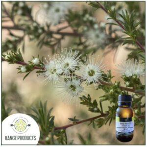 Kunzea Essential Oil (Kunzea ambigua)