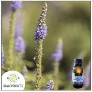 Lavandin Grosso Essential Oil (Lavandula hybrida)