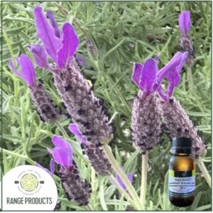 Lavender Mt Blanc Essential Oil (Lavandula angustifolia)