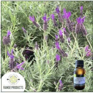 Lavender Population Essential Oil (Lavandula angustifolia)