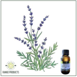 Lavender Spike Essential Oil (Lavandula latifolia)