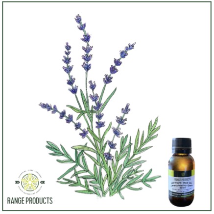 Lavender-Spike-jpeg.jpg Lavender-Spike-jpeg.jpg