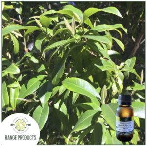 Lemon Myrtle Essential Oil (Backhousia citriodora)