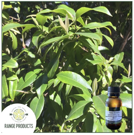 Lemon Myrtle jpeg Lemon Myrtle jpeg