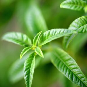 Lemon Verbena Fragrance