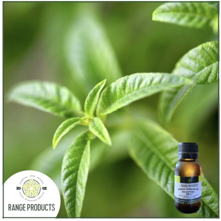 Lemon Verbena jpeg Lemon Verbena jpeg